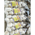 Braid pure white garlic 500g*20/carton China Jinxiang fresh garlic